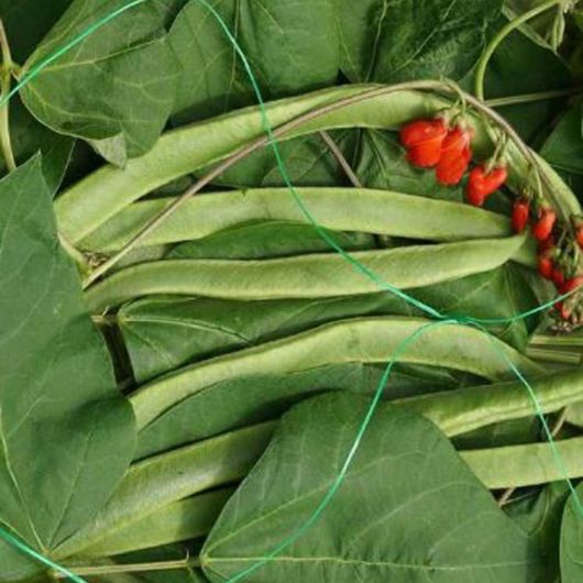 Smart Garden Pea & Bean Netting 150mm