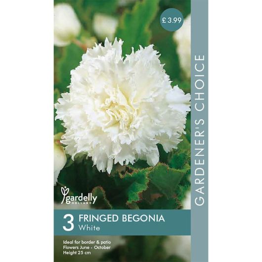 Gardelly Begonia Fimbriata White