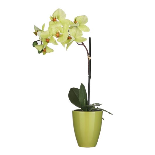 Green Artificial Orchid with ceramic pot