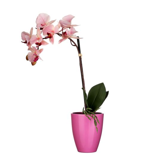 Pink Artificial Orchid with ceramic pot