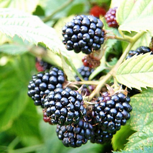 Blackberry Merton Thornless fruit plant - 3L