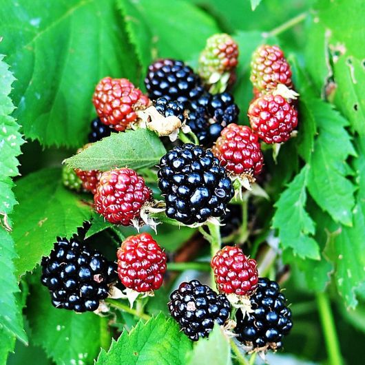 Blackberry Waldo fruit plant - 3L