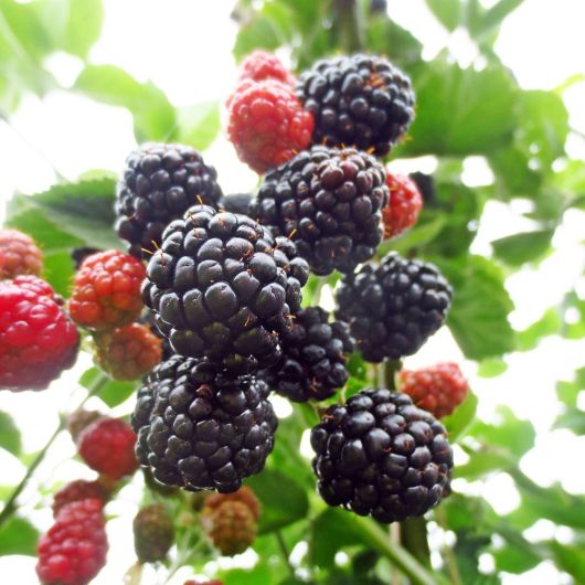 Blackberry Adrienne Fruit plant - 3L