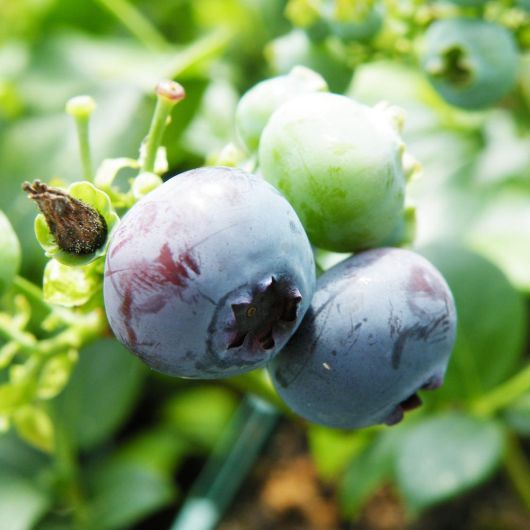 Blueberry Blue Crop fruit plant - 3L