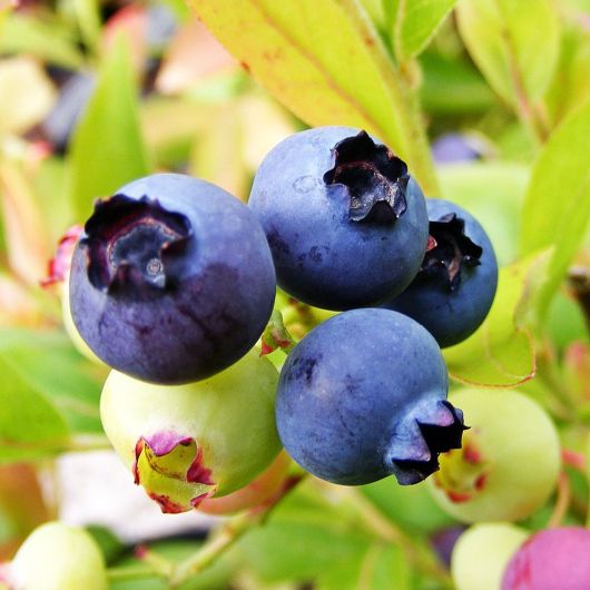 Blueberry Gold Traube fruit plant - 3L