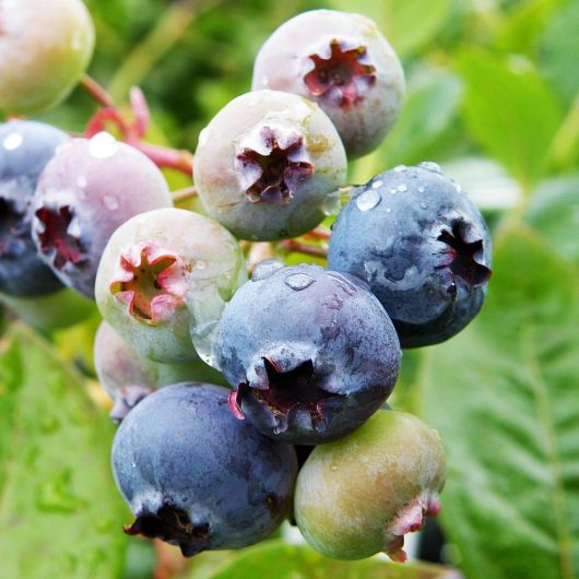 Blueberry Jersey fruit plant - 3L