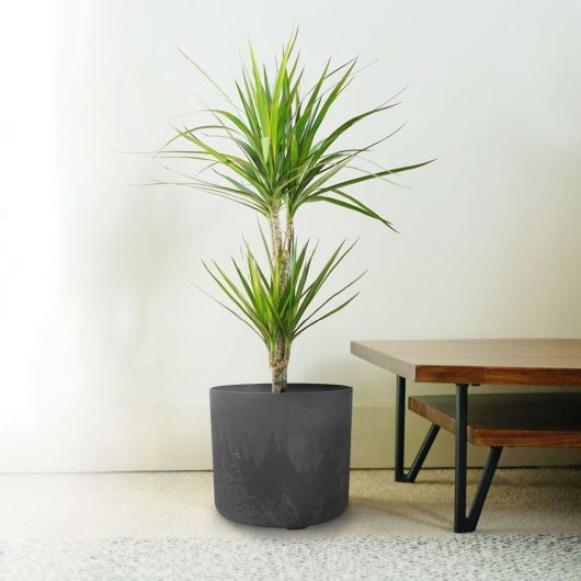 Dragon Plant | Dracaena Marginata (70cm tall)