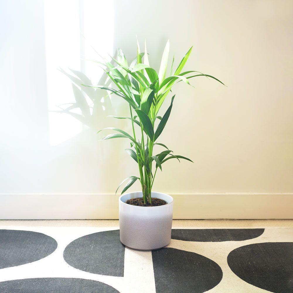 Kentia Palm | Howea Forsteriana (80cm tall)