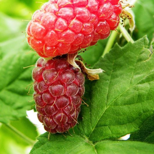 Loganberry fruit plant - 3L