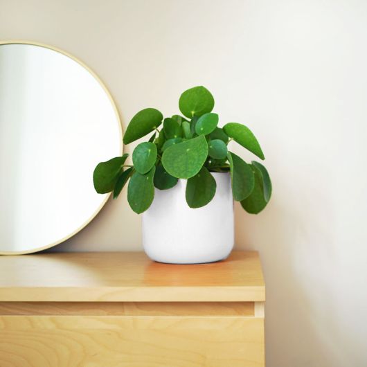Chinese Money Plant | Pilea Peperomioides (25cm tall)
