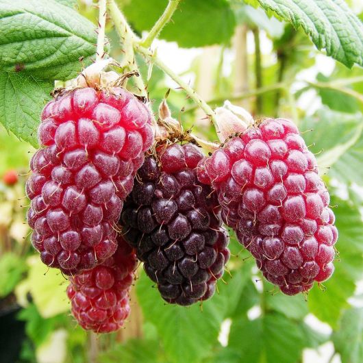 Tayberry fruit plant - 3L